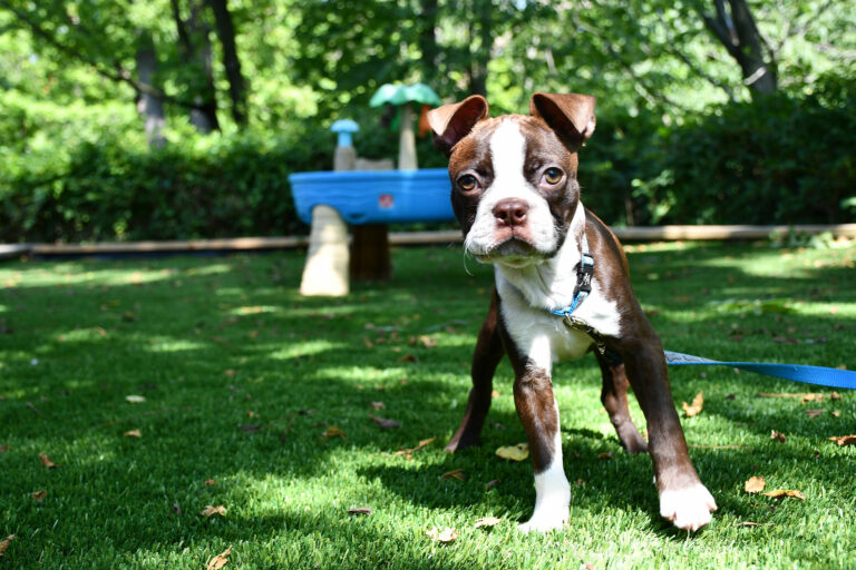 Brown and white puppy on lush synthetic grass lawn, standing near blue playground toy in shaded backyard.